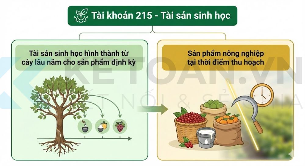 tài khoản 215 theo thông tư 99